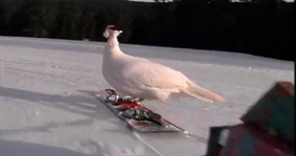 snowboarding-turkey