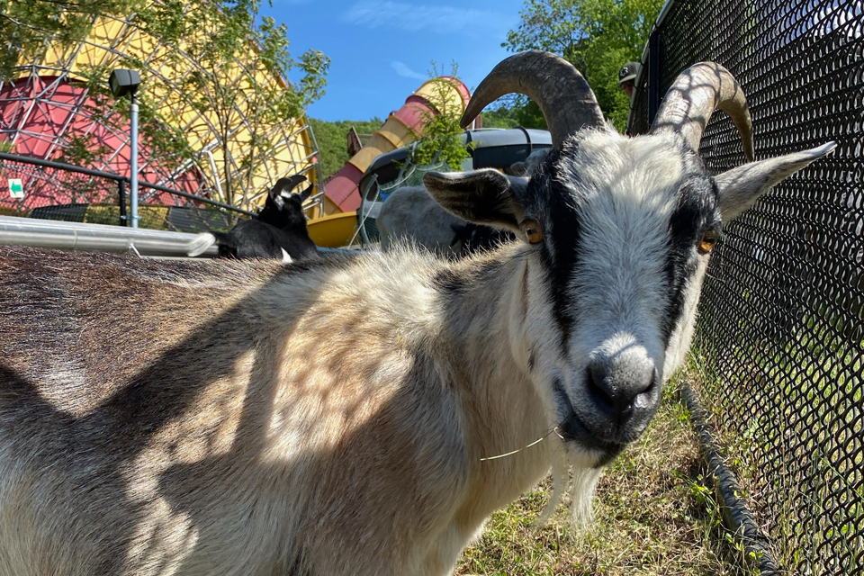 a goat at Mountain Creek, NJ